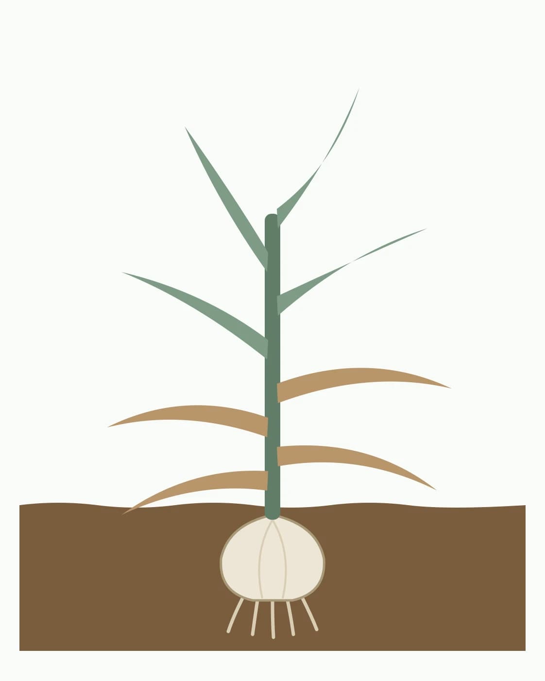 Schematický cesnak s cibuľou v pôde, suchými hnedými spodnými listami a zelenými hornými listami.