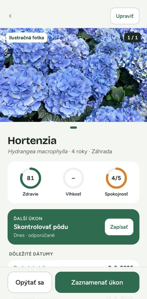 Detail hortenzie v aplikácii Flori: fotka, zdravotný stav rastliny a najbližšia starostlivosť