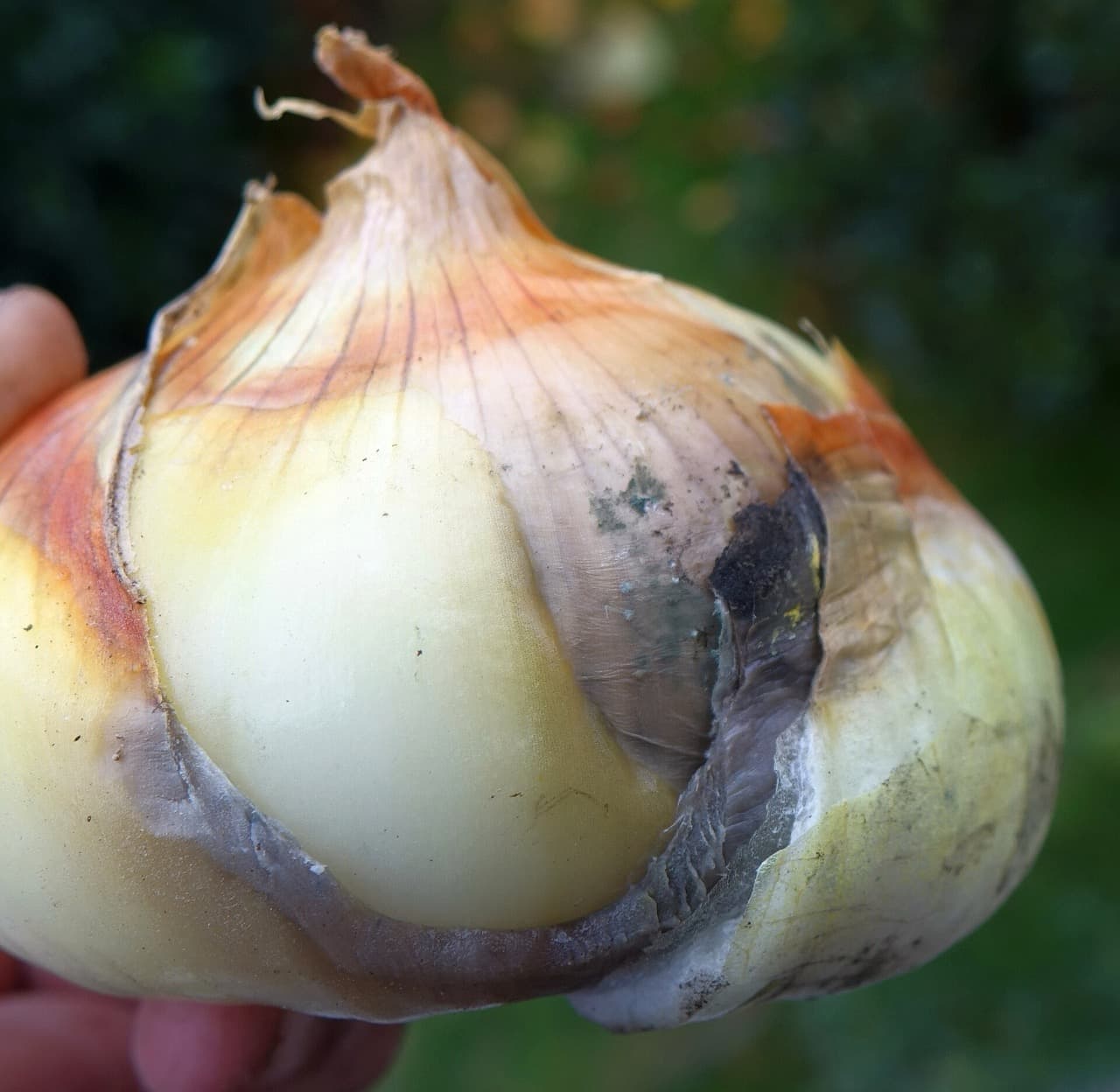 Sivá hniloba cibule začínajúca od krčka.