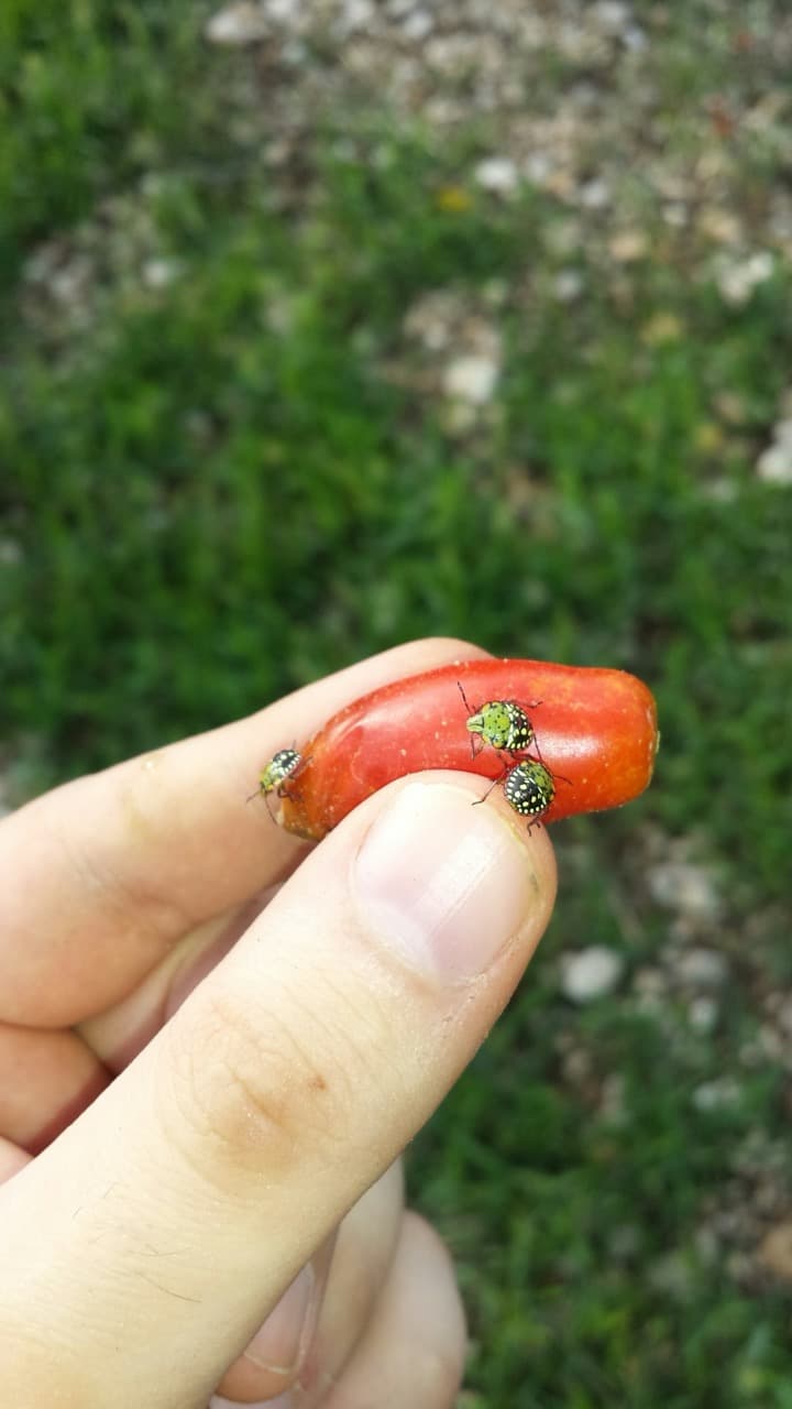 Mladé bzdochy cicajúce na plode paradajky.