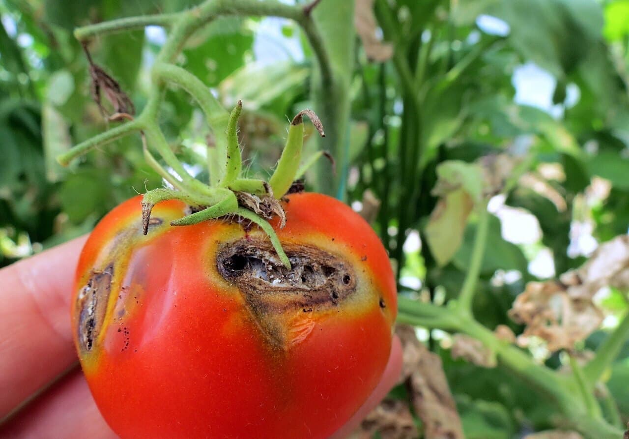 Plod paradajky poškodený larvami psoty rajčiakovej, s otvorom a tmavým trusom.