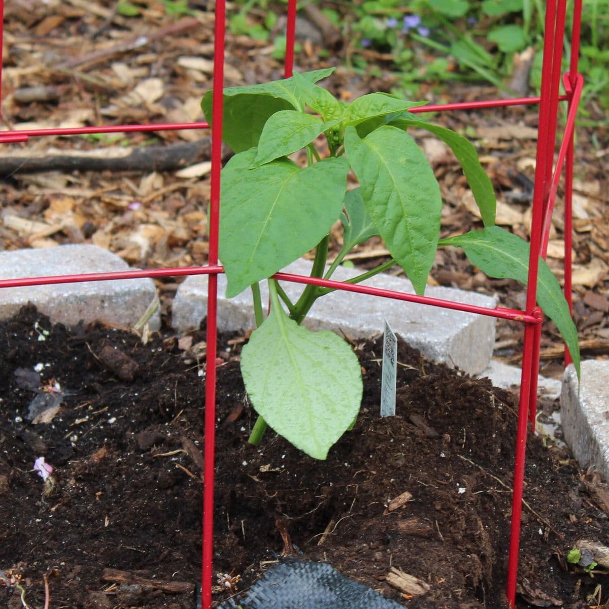 Mladá paprika odrody Revolution v záhone